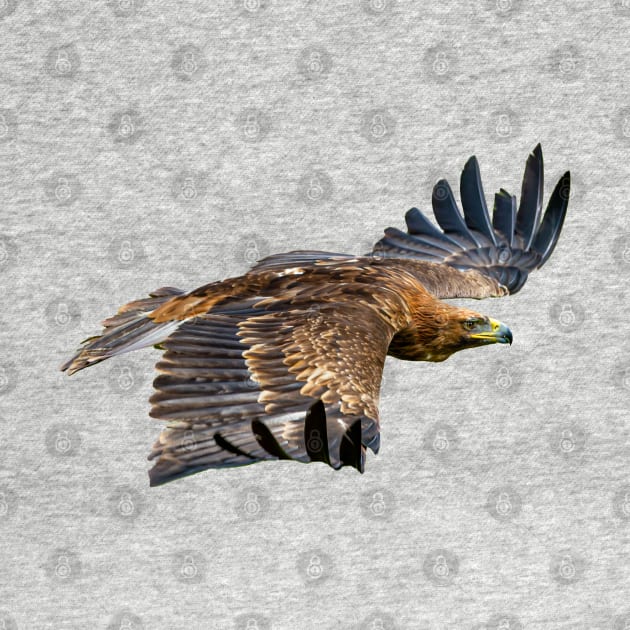 Golden Eagle in flight by dalyndigaital2@gmail.com